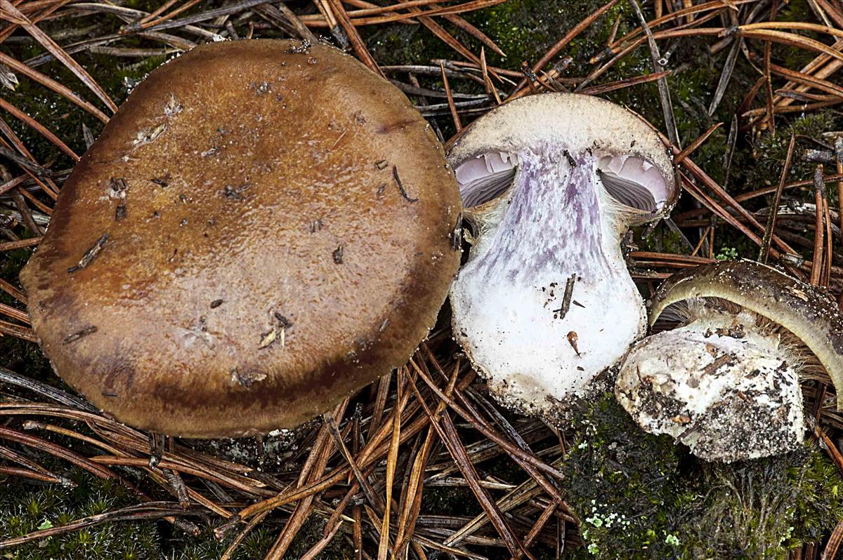 Cortinarius sphagnophilus (door Nico Dam)